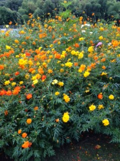 里山ガーデン「秋の大花壇」に行ってきました。